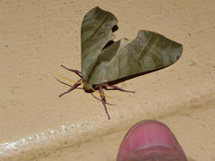 Pseudoclanis postica