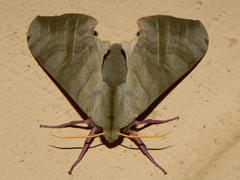 Pseudoclanis postica