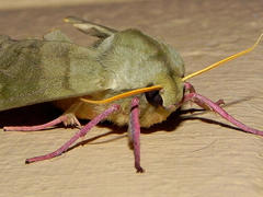 Pseudoclanis postica