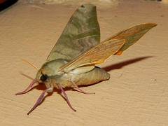 Pseudoclanis postica