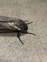 Abantiades argentata