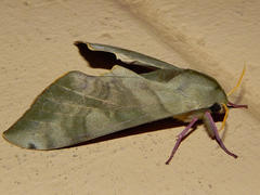 Pseudoclanis postica