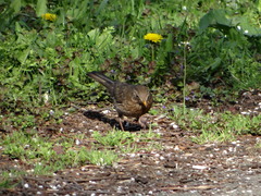 Turdus merula