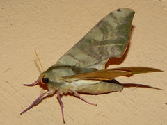 Pseudoclanis postica