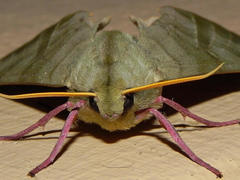 Pseudoclanis postica