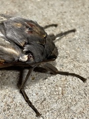 Abantiades argentata