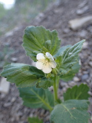 Phacelia viscida albiflora