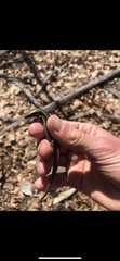 Plestiodon anthracinus anthracinus