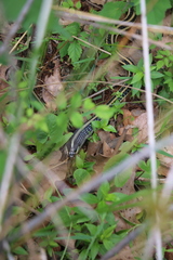 Thamnophis proximus