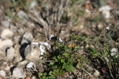 Salvia scabra