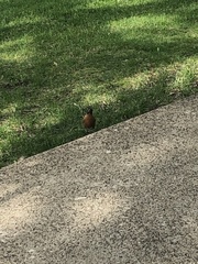 Turdus migratorius