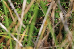 Thamnophis proximus