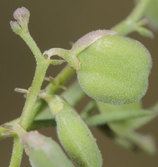 Rhinotropis lindheimeri