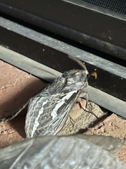Abantiades argentata