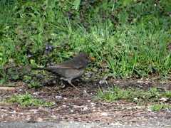 Turdus merula