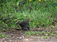 Turdus merula