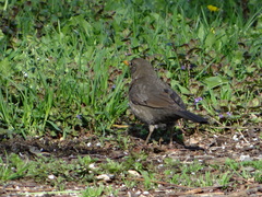 Turdus merula