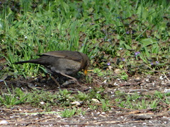Turdus merula