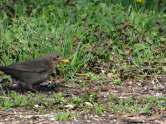Turdus merula