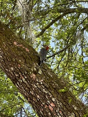 Melanerpes carolinus image