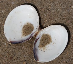 Meretrix lyrata