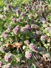 Lamium purpureum