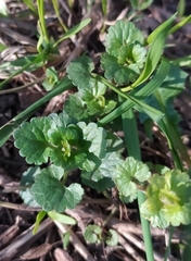 Glechoma hederacea
