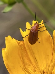 Nemognatha piazata