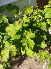 Eriocapitella × hybrida