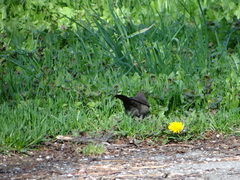 Turdus merula