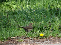 Turdus merula