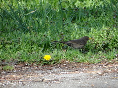 Turdus merula