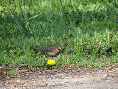 Turdus merula