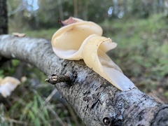 Aleurodiscus vitellinus