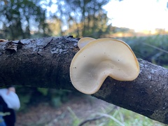 Aleurodiscus vitellinus