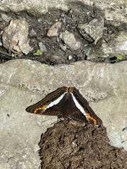 Adelpha corcyra collina