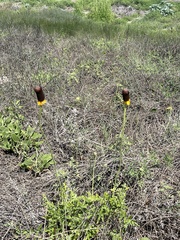 Rudbeckia maxima