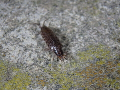 Chaetophiloscia hastata