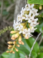 Citharexylum berlandieri