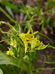 Gagea minima