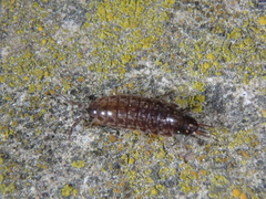 Chaetophiloscia hastata