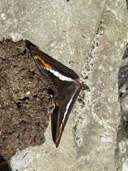 Adelpha corcyra collina