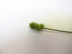 Carex cephalophora