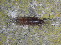 Chaetophiloscia hastata