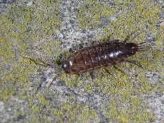 Chaetophiloscia hastata
