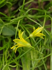 Gagea minima