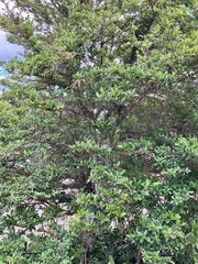 Citharexylum berlandieri