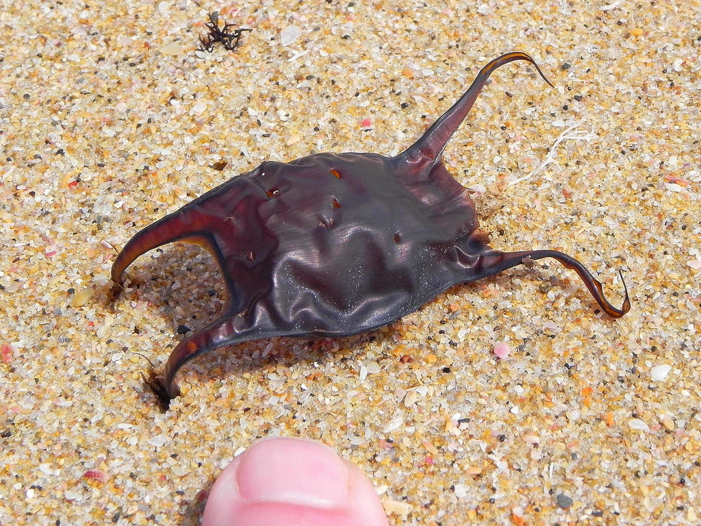 South African Dwarf Skate