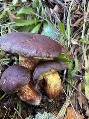 Boletus loyita