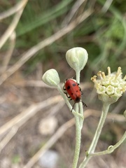 Pelonides quadrinotata